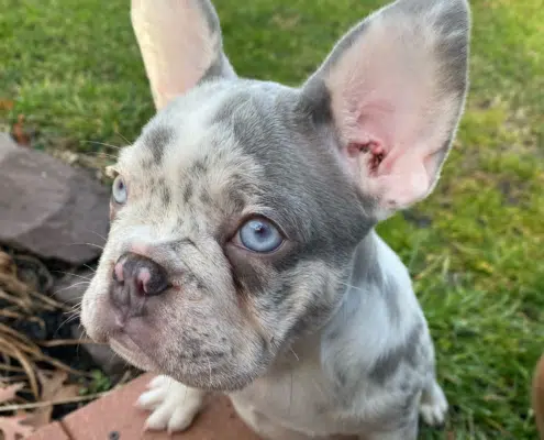 Lilac Merle Frenchie puppies Lilac Merle French bulldog puppy