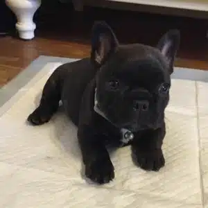 black French bull dog cost black French bulldogs price