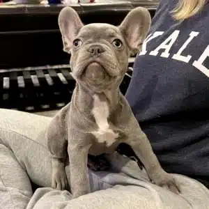 Lilac Frenchie puppy