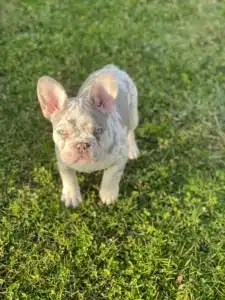 French Bulldog puppies