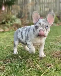 French bulldog puppies for sale
