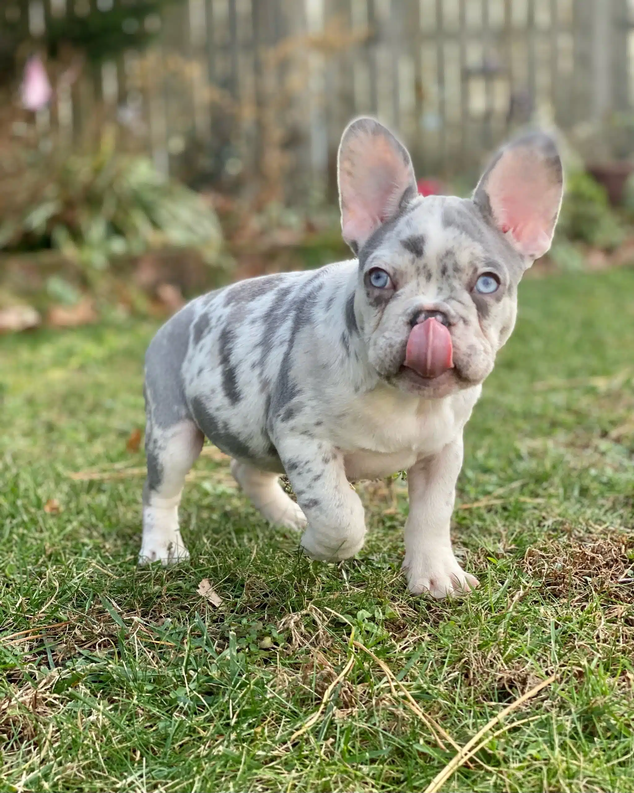 lilac merle Frenchie