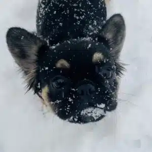 black french bulldog black and tan French bulldog puppies for sale