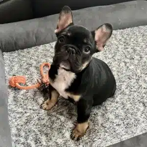 Frenchie puppies FL Frenchie puppies Florida