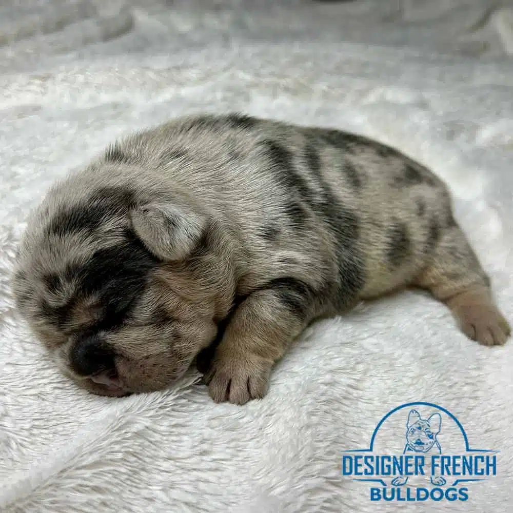 Frenchie puppies near me