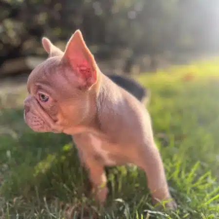Isabella French bulldog price Isabella French Bulldogs for sale