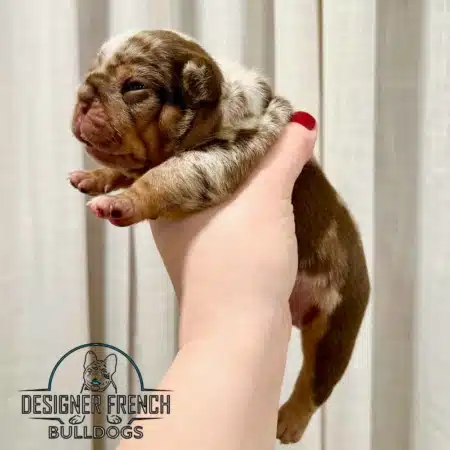 Rojo french bulldog