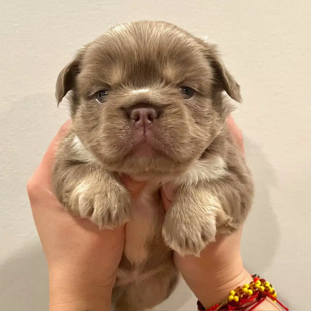Fluffy Isabella Frenchie