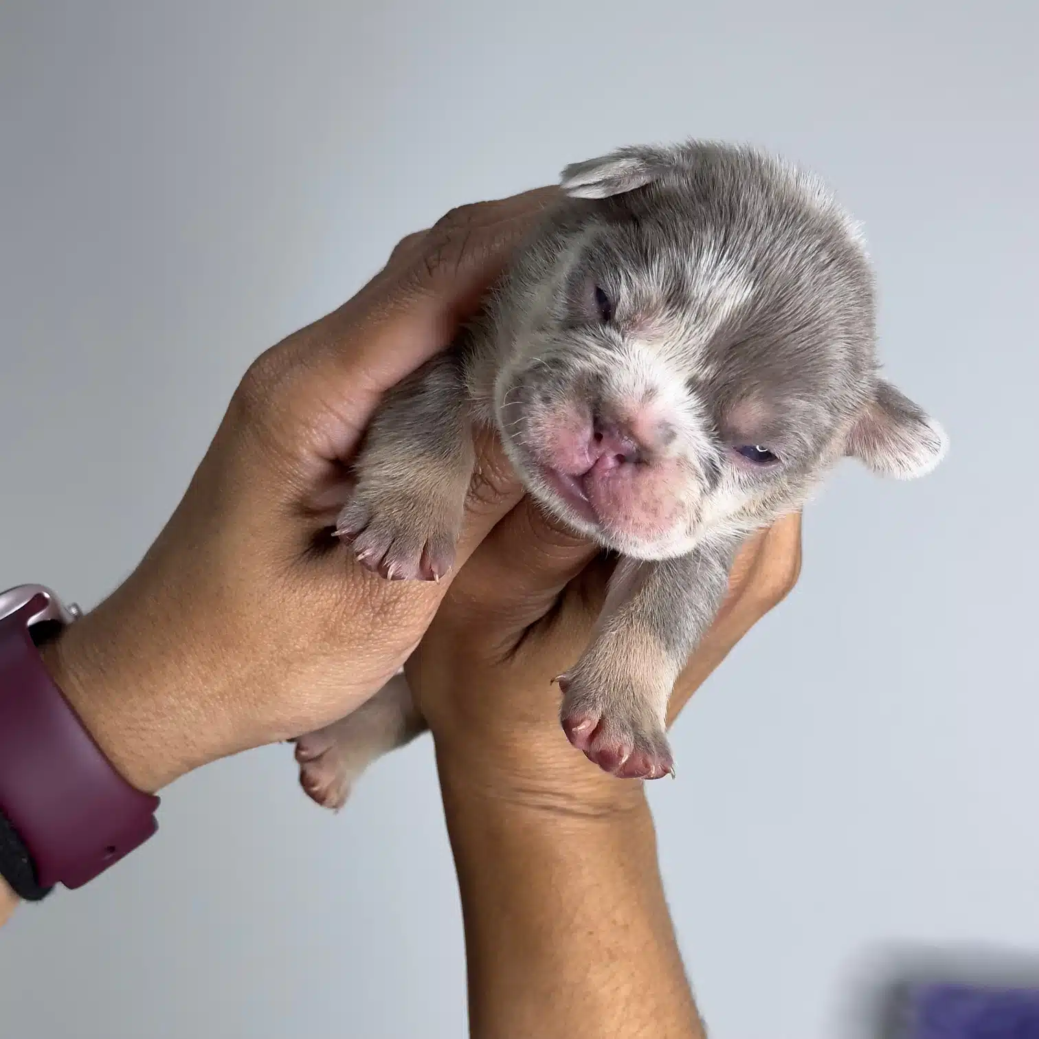 Lilac Merle French bulldog puppy
