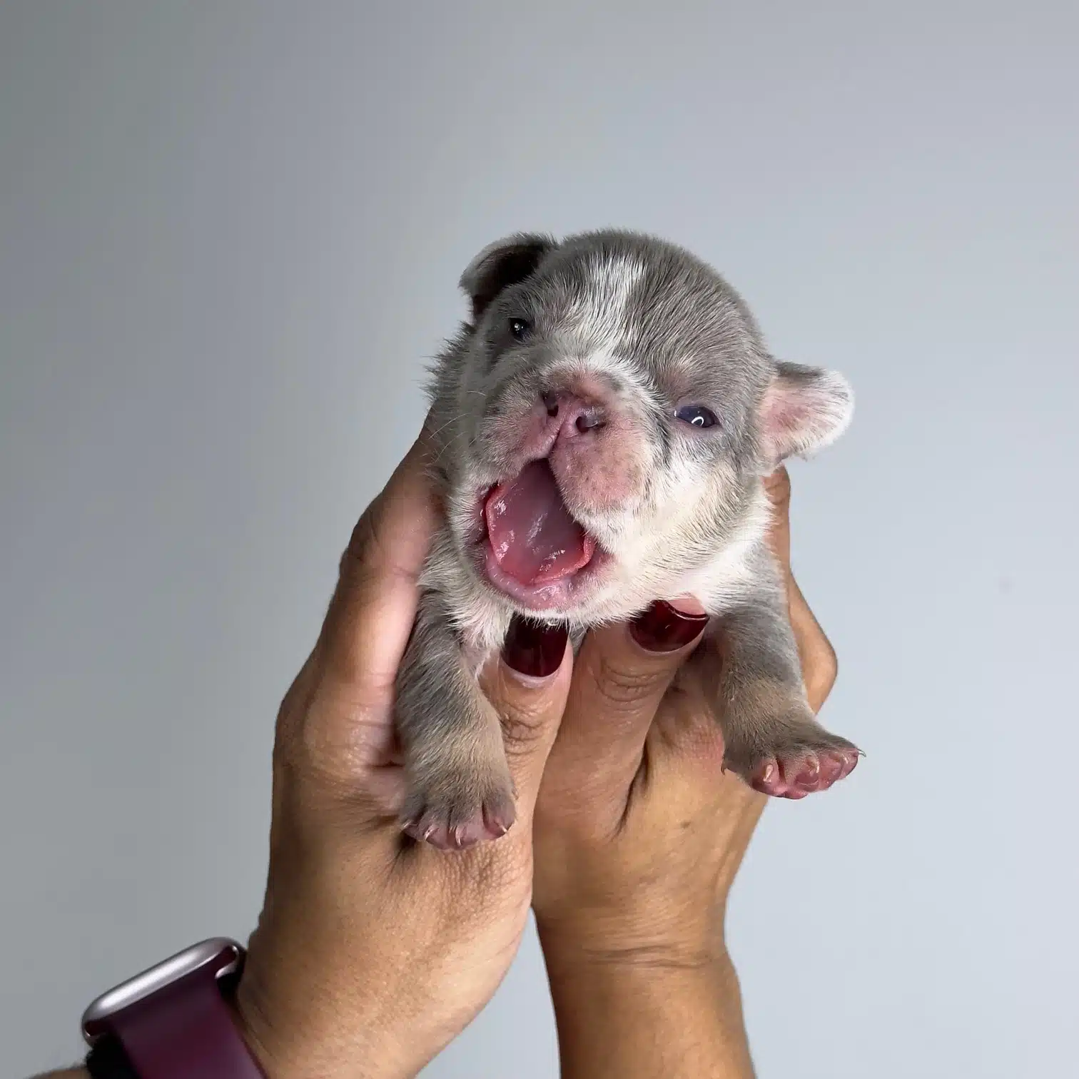 Lilac Merle Frenchie price
