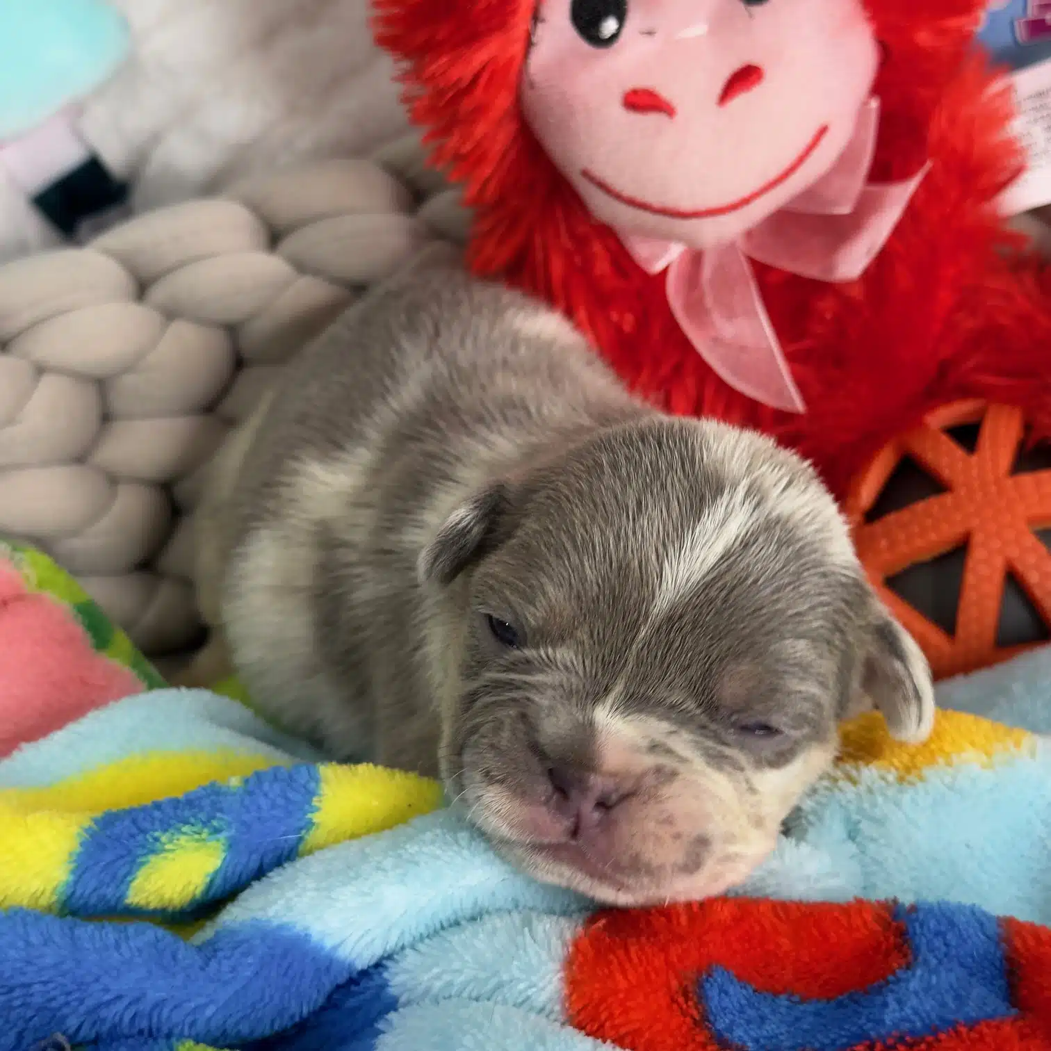 lilac merle french bulldog