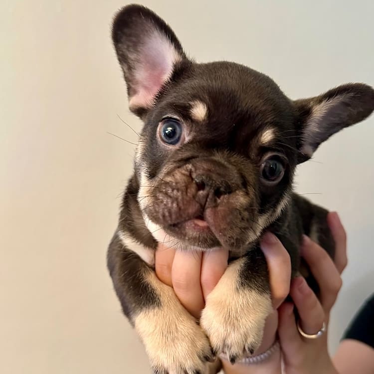 Cocoa French bulldog puppy