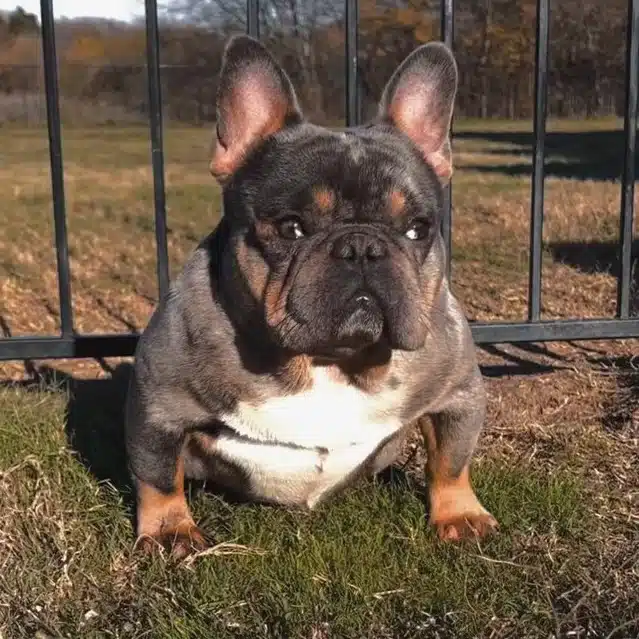 Frenchie breeders