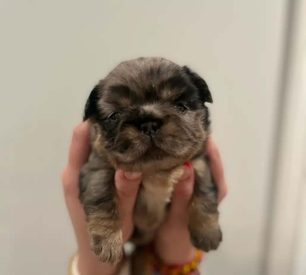 fluffy French bulldog cost