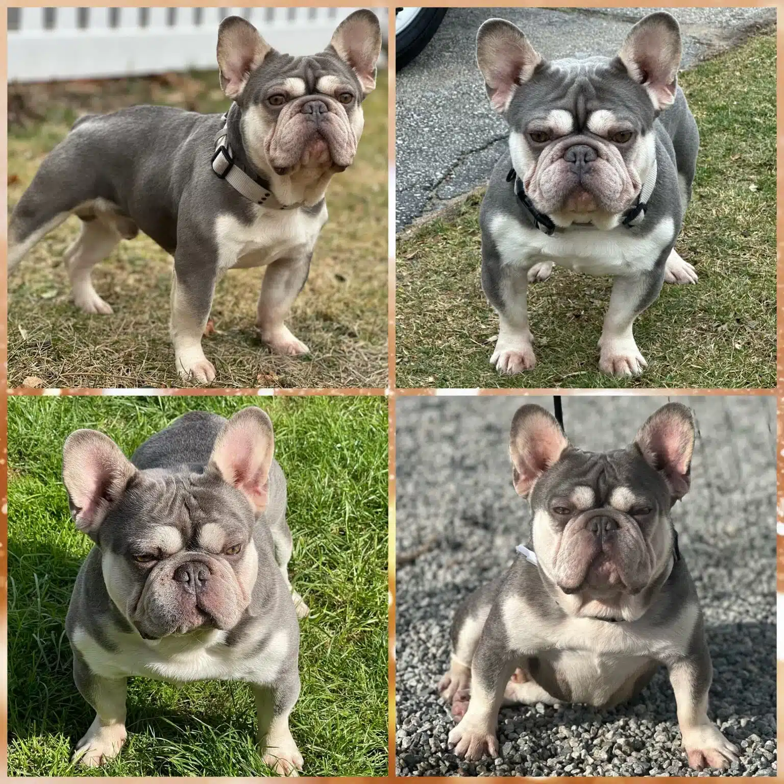 french bulldog for sale