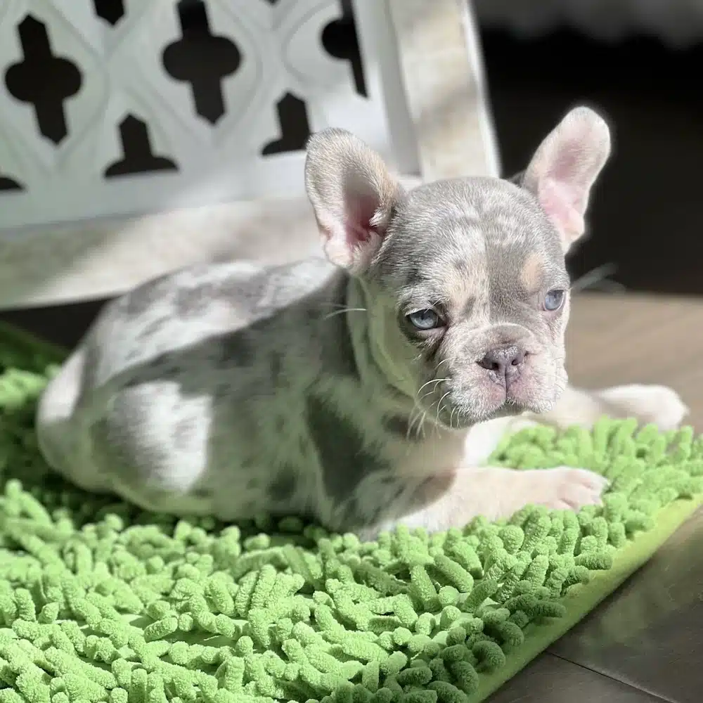 Lilac Merle Frenchie