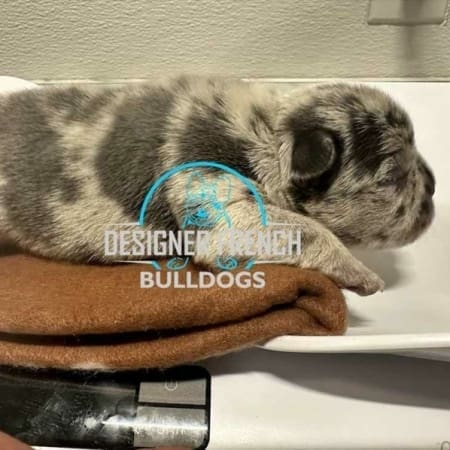 merle Frenchie price