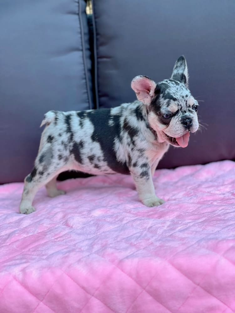 blue and tan merle French bulldog for sale