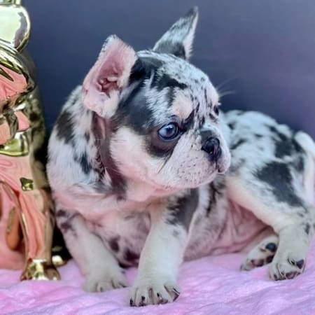 blue merle Frenchie for sale blue Merle Frenchie price