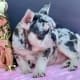 blue and tan merle French bulldog puppy