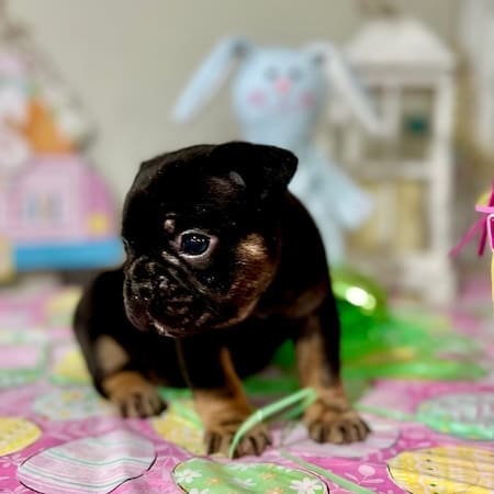 black and tan french bulldog puppy