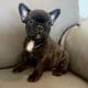 black brindle frenchie puppy