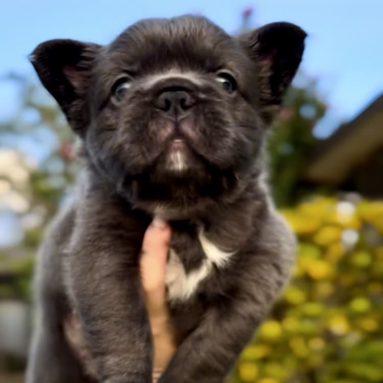 blue fluffy frenchie puppy