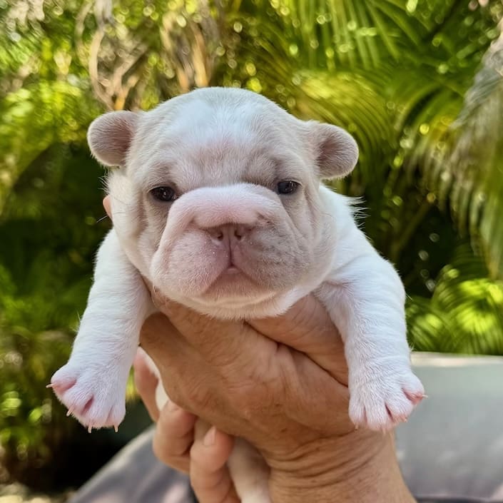 frenchie stud near me