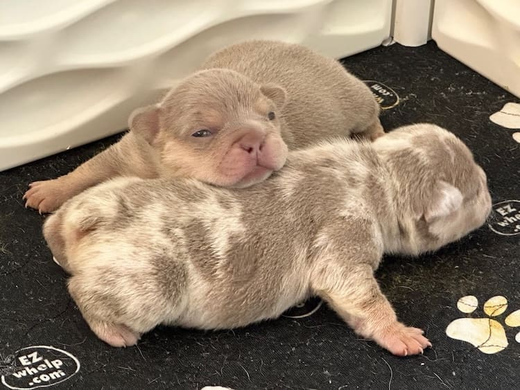 newshade isabella french bulldog puppies