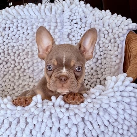 micro frenchie puppies