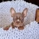 micro frenchie puppies