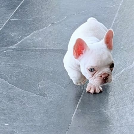 platinum french bulldog puppies