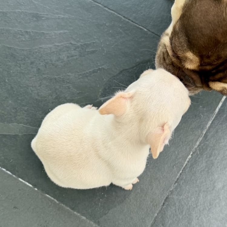 platinum frenchie for sale