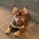 rojo frenchie puppies