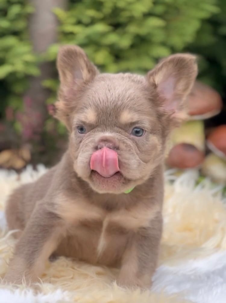 fluffy frenchie puppies